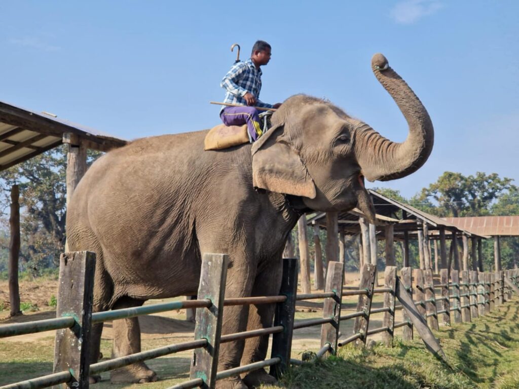 Jungle Safari in Chitwan National Park