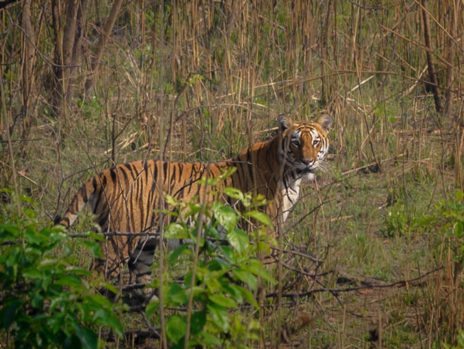 bardiya-national-park-tour