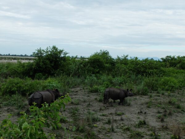 bardiya-rhinoceros