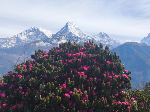 rhododendron