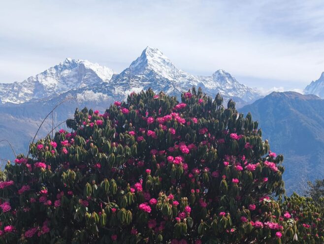rhododendron