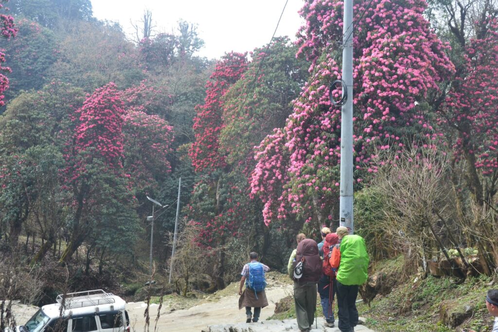 rhododendron-forest