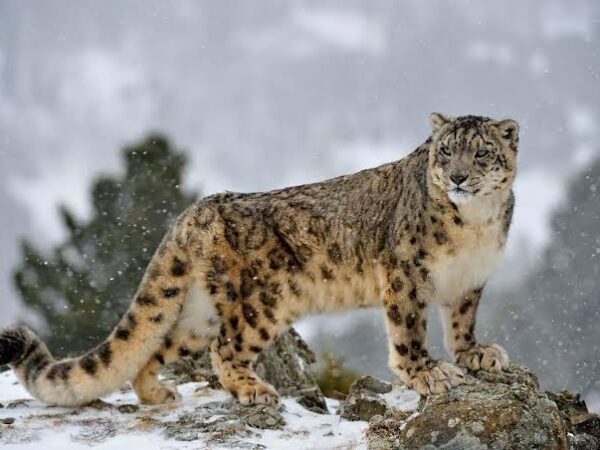 Snow Leopard