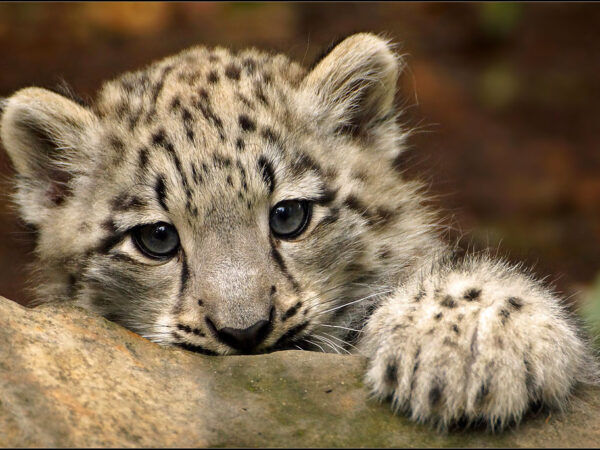 snow-leopard-natural-habitat